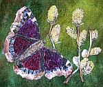Camberwell Beauty butterfly